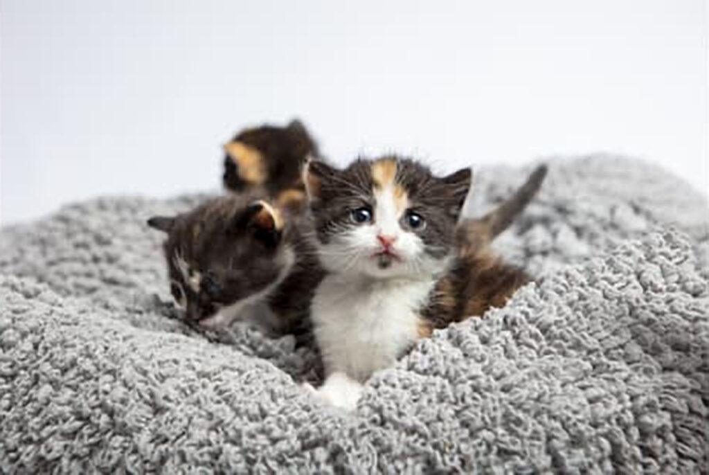 Help cats have a meow-y Christmas