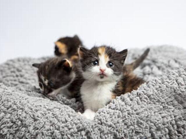 Help cats have a meow-y Christmas