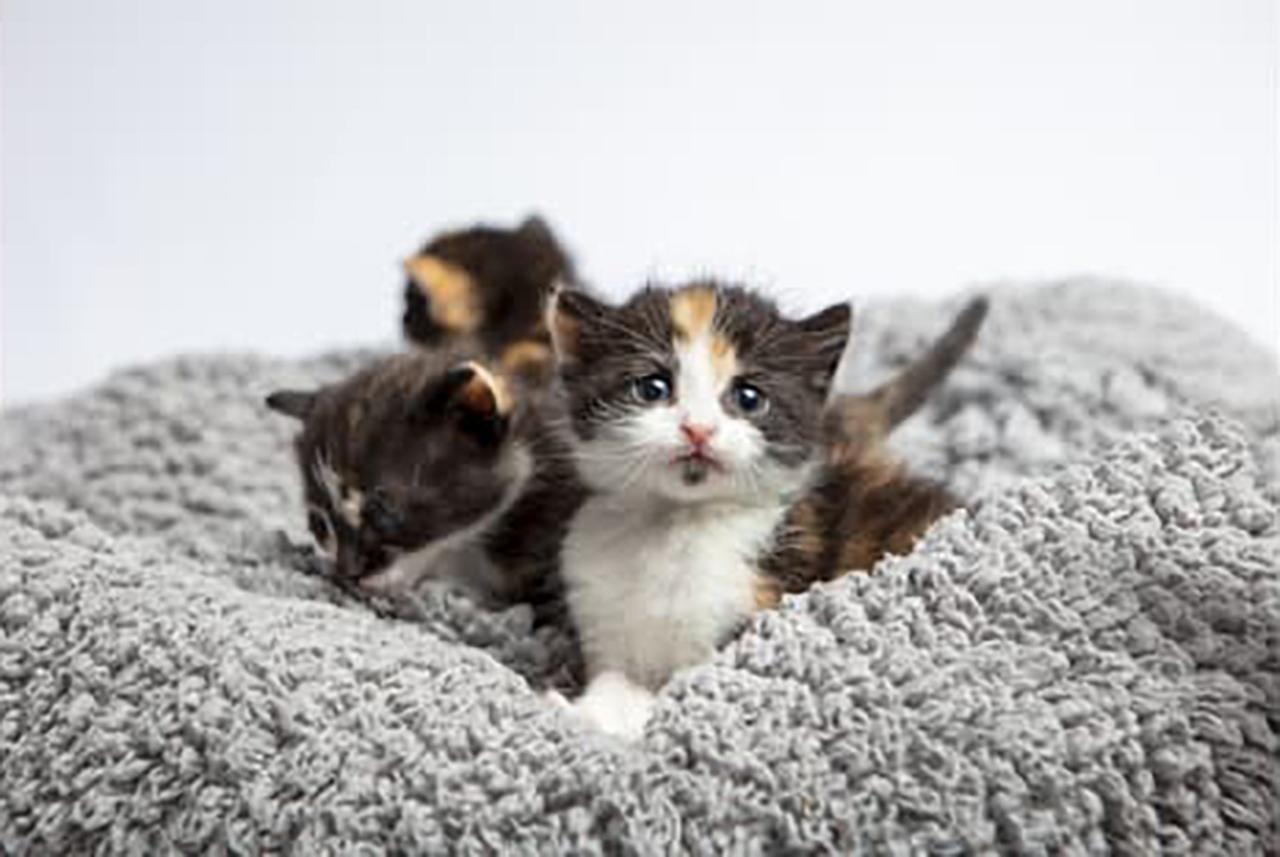 Help cats have a meow-y Christmas