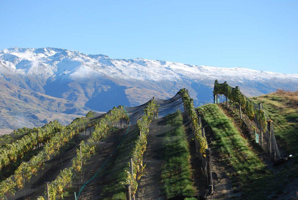 New Zealand wines steps up its global plans by appointing new CEO