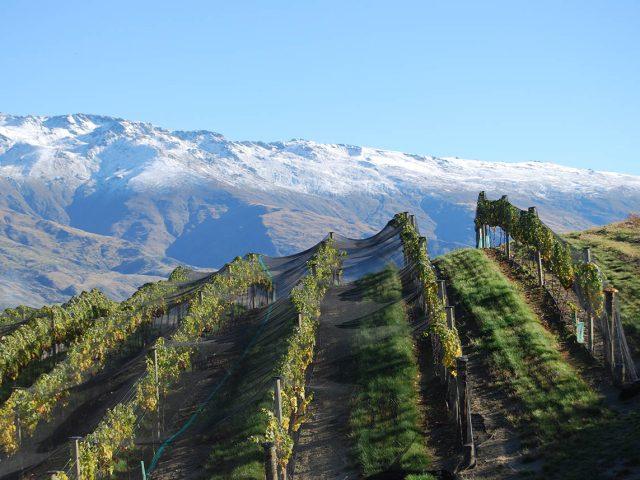 New Zealand wines steps up its global plans by appointing new CEO